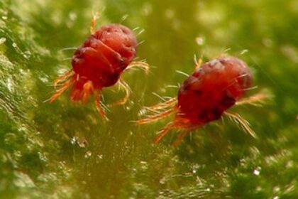 Insectos en el cultivo – La Araña Roja